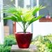 Cách tạo môi trường thích hợp cho cây cọ