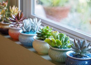 Cách lựa chọn cây sen đá phù hợp