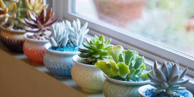 Cách lựa chọn cây sen đá phù hợp