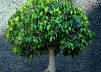 Cách làm sạch, bón đất và tưới nước cho cây si