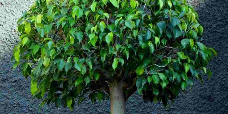 Cách làm sạch, bón đất và tưới nước cho cây si