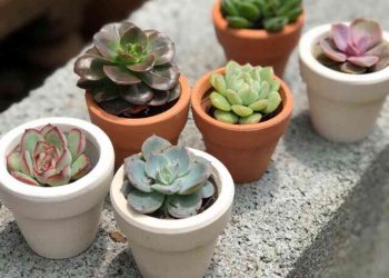 Các phương pháp nhân giống cây sen đá