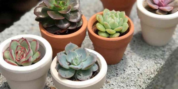 Các phương pháp nhân giống cây sen đá