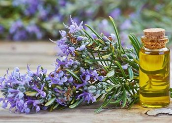 Các cách dùng cây hương thảo đuổi muỗi trong nhà