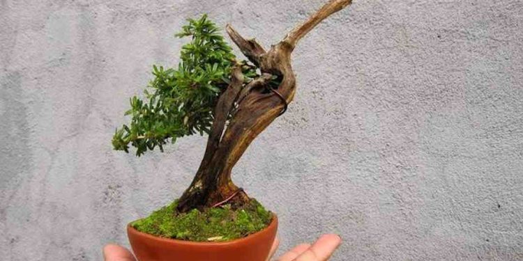 Cách chọn đất phù hợp cho cây bonsai