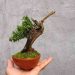 Cách chọn đất phù hợp cho cây bonsai