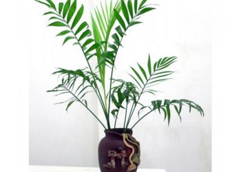 Chọn đúng loại cây cau cảnh phù hợp với môi trường