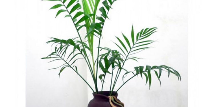 Chọn đúng loại cây cau cảnh phù hợp với môi trường