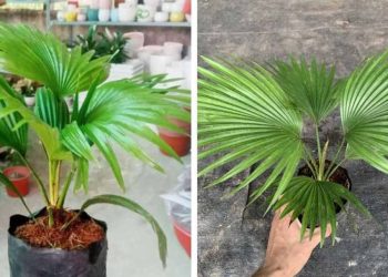 Cách chăm sóc cây cọ sau khi trồng