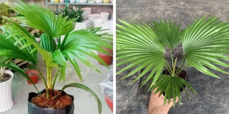 Cách chăm sóc cây cọ sau khi trồng