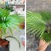 Cách chăm sóc cây cọ sau khi trồng