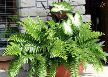 cần phải xem xét nhiều yếu tố khác nhau như ánh sáng, độ ẩm