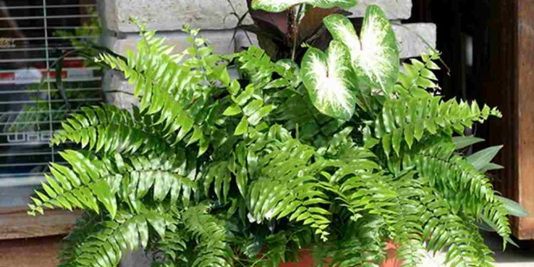 cần phải xem xét nhiều yếu tố khác nhau như ánh sáng, độ ẩm