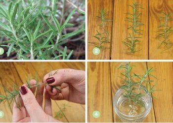 Chọn loại hương thảo phù hợp với môi trường của bạn