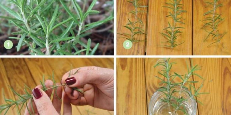 Chọn loại hương thảo phù hợp với môi trường của bạn