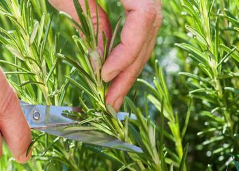 Cách trồng cây hương thảo