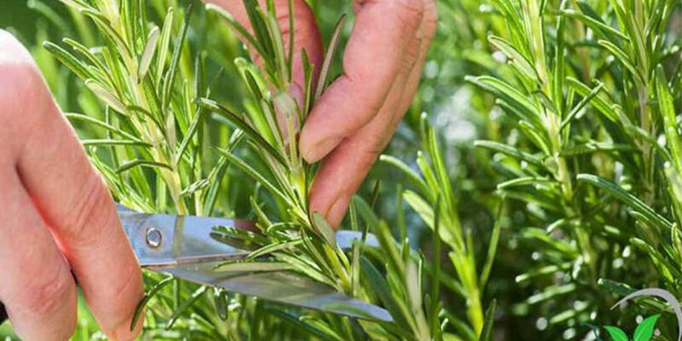 Cách trồng cây hương thảo