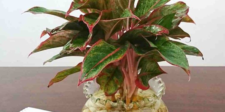 Cây phú quý trồng ở dạng thủy sinh