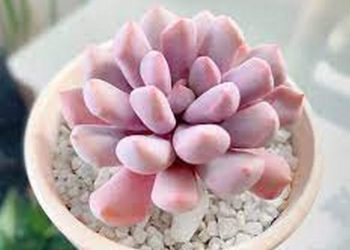 Cách chăm sóc cây sen đá sau khi trồng