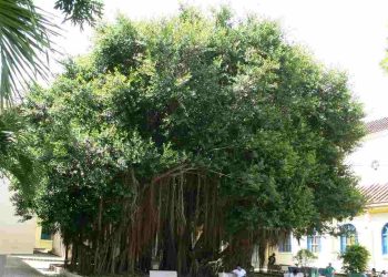 Cách chọn đúng loại cây si phù hợp với môi trường