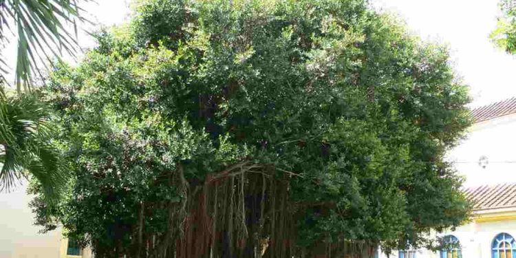 Cách chọn đúng loại cây si phù hợp với môi trường