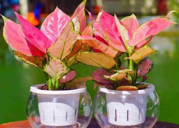 Độ cao của cây vạn lộc phụ thuộc vào điều kiện môi trường