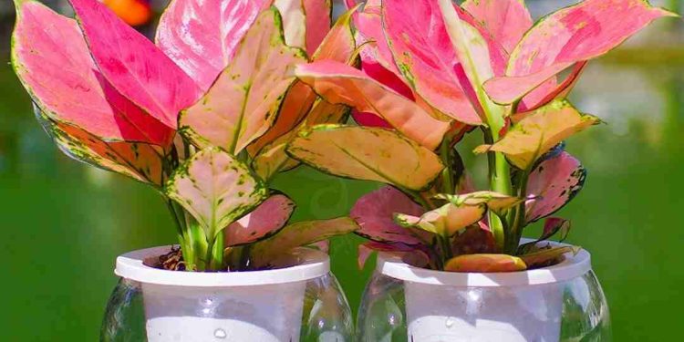 Độ cao của cây vạn lộc phụ thuộc vào điều kiện môi trường