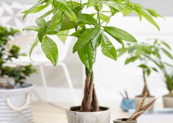 Độ ẩm đất cũng là một yếu tố quan trọng