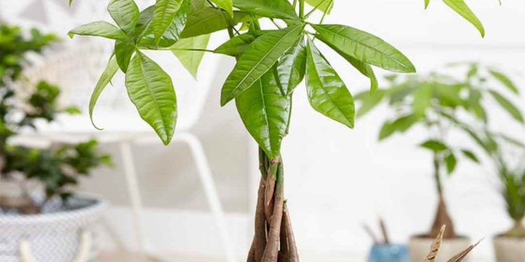 Độ ẩm đất cũng là một yếu tố quan trọng