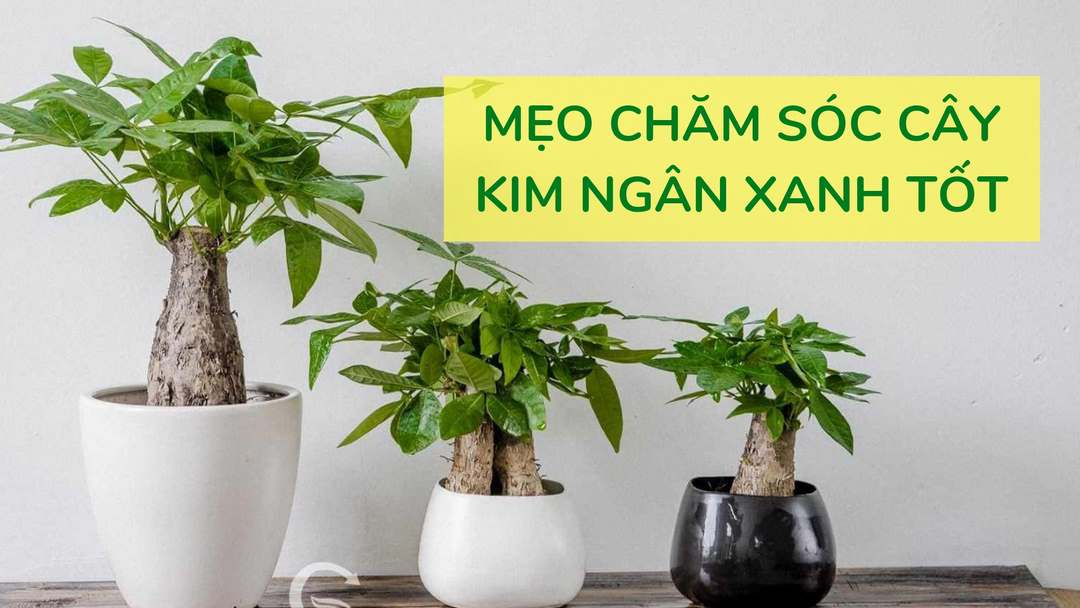 đặt cây kim ngân ở một nơi ánh sáng trực tiếp