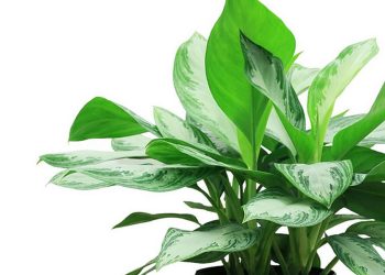 Cách chọn cây ngọc ngân phù hợp