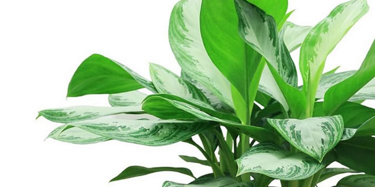 Cách chọn cây ngọc ngân phù hợp