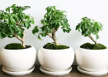 Cách chọn đúng loại cây ngũ gia bì phù hợp