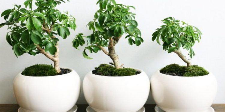 Cách chọn đúng loại cây ngũ gia bì phù hợp