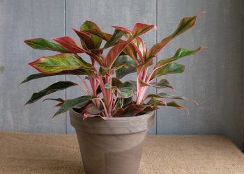 Cách chọn cây phú quý phù hợp