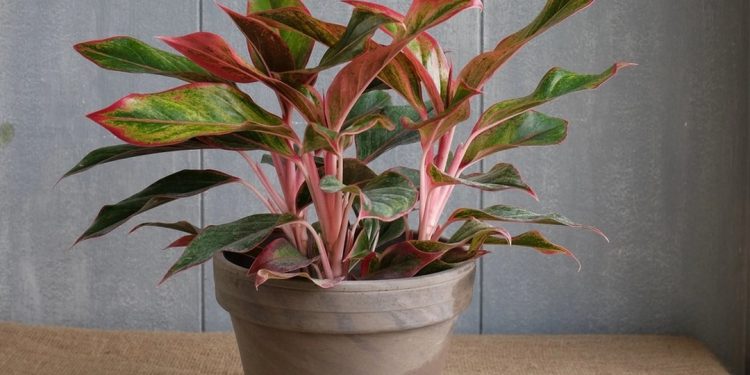 Cách chọn cây phú quý phù hợp