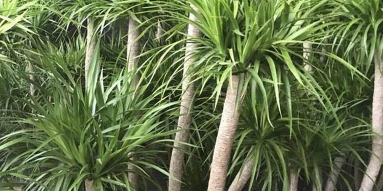 Khí hậu cũng là một yếu tố quan trọng