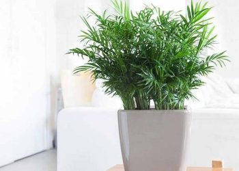 Chọn đúng địa điểm trồng sẽ giúp sống tốt