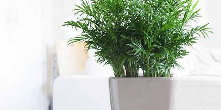 Chọn đúng địa điểm trồng sẽ giúp sống tốt