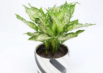 Tìm hiểu về các loại cây ngọc ngân