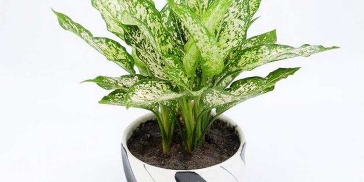 Tìm hiểu về các loại cây ngọc ngân