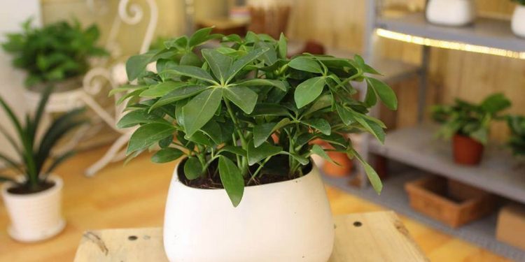 Tìm hiểu về cây ngũ gia bì