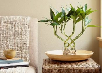 Cây phát lộc nên đặt ở vị trí hướng Đông hoặc Đông Nam để hợp phong thủy