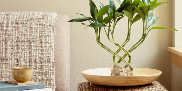 Cây phát lộc nên đặt ở vị trí hướng Đông hoặc Đông Nam để hợp phong thủy