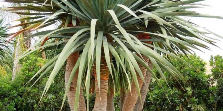 Phát Tài Núi đẹp