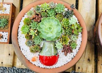 Cây Sen Đá Sống Ở Môi Trường Nào?