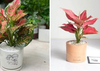 Cây Vạn Lộc có lá dài, mềm mại