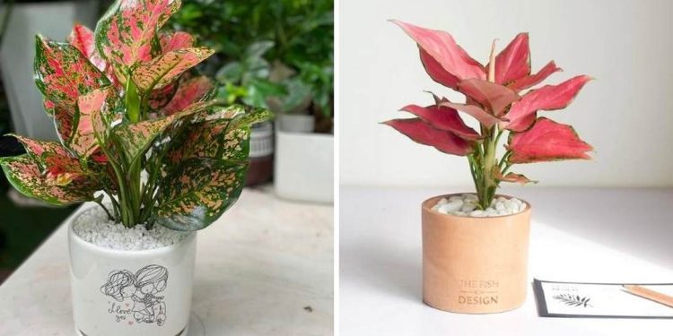 Cây Vạn Lộc có lá dài, mềm mại