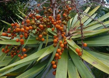 Cây phát tài núi cung cấp nhiều lợi ích cho hệ sinh thái