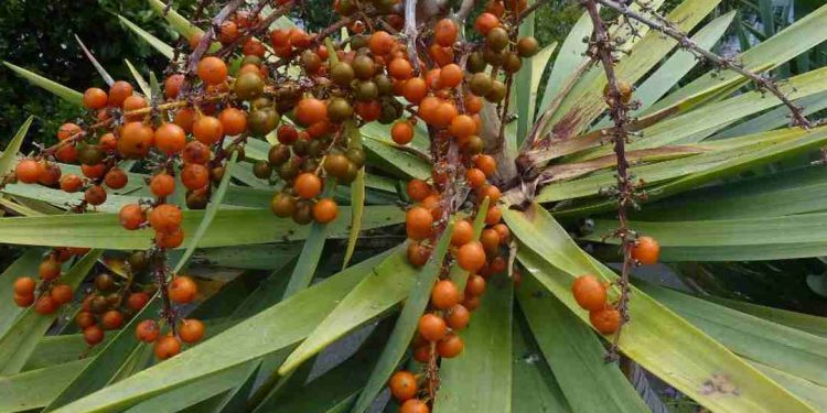 Cây phát tài núi cung cấp nhiều lợi ích cho hệ sinh thái